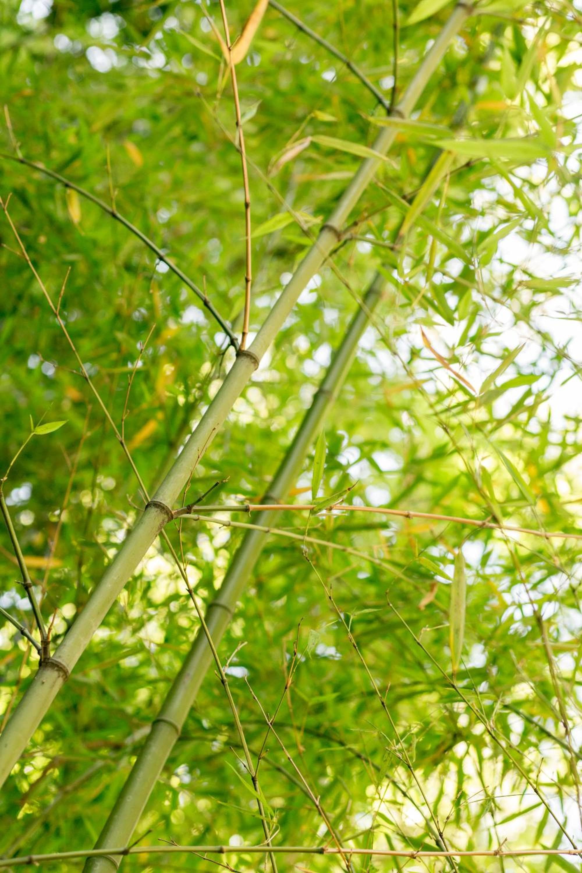 Le Windsor, Jungle Art Hotel