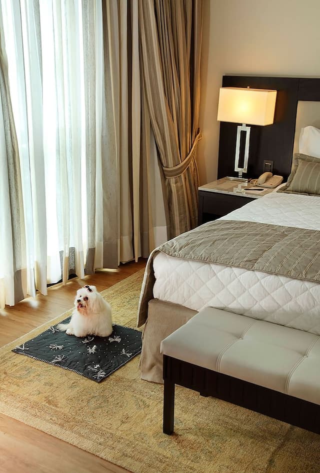 Superior Executivo com Cama Casal · photo 3